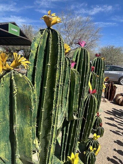 These require less water than even the hardiest desert cacti.