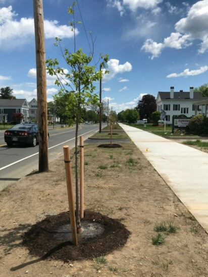 Trees planted along Court Street