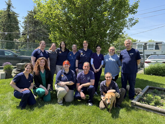 Greenwich Animal Hospital