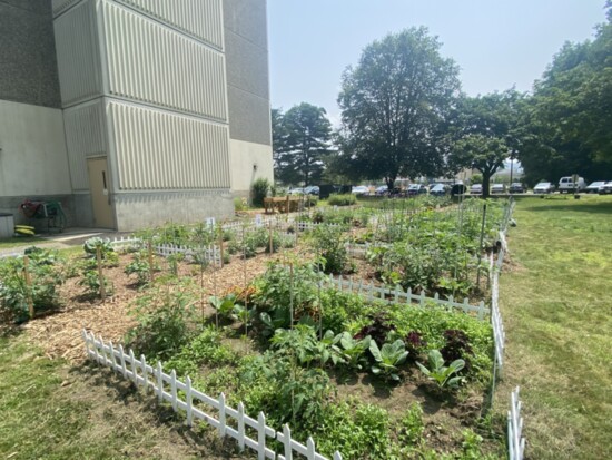 Community gardens at Salvo House