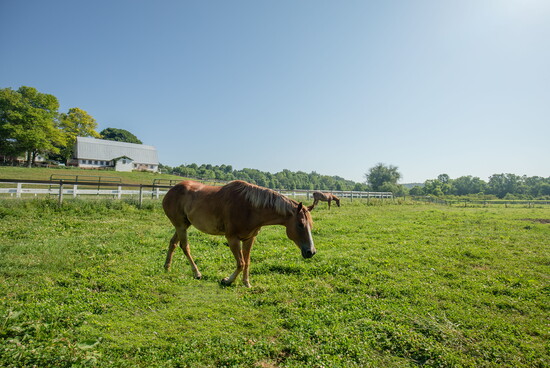 Horse at Char Hope. Photo Credit: Kerry Paradis Photography