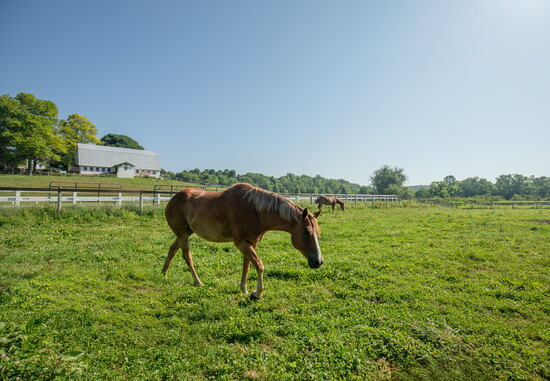 Horse at Char Hope. Photo Credit: Kerry Paradis Photography