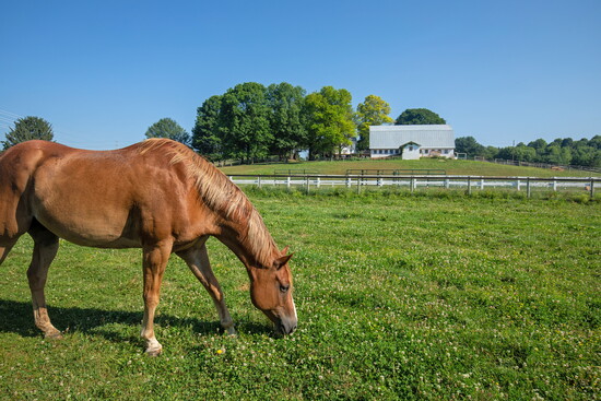 Horse at Char Hope. Photo Credit: Kerry Paradis Photography