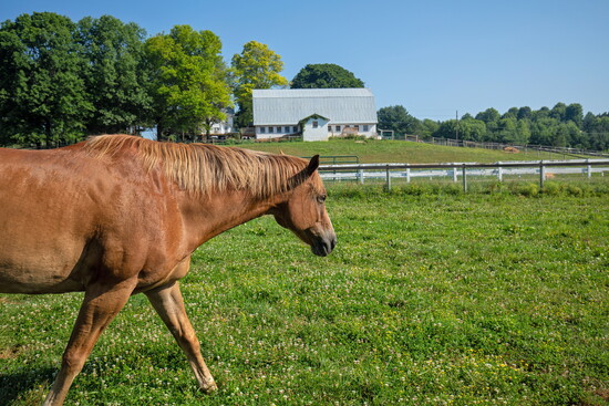 Horse at Char Hope. Photo Credit: Kerry Paradis Photography