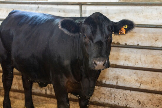 Cow at Char Hope. Photo Credit: Kerry Paradis Photography