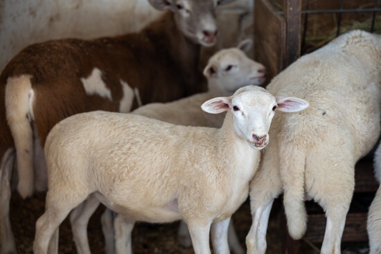 Animals at Char Hope. Photo Credit: Kerry Paradis Photography