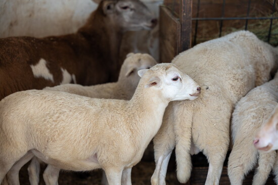 Animals at Char Hope. Photo Credit: Kerry Paradis Photography