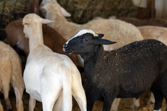 Animals at Char Hope. Photo Credit: Kerry Paradis Photography