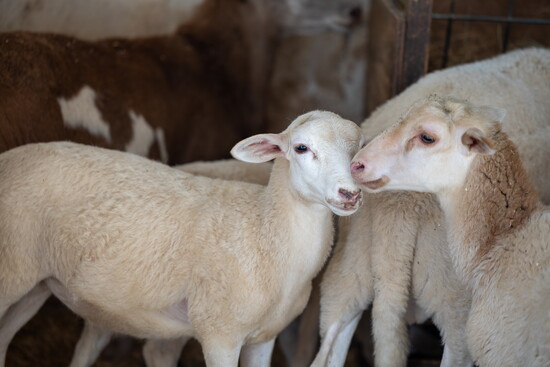 Animals at Char Hope. Photo Credit: Kerry Paradis Photography