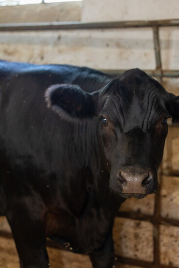 Cow at Char Hope. Photo Credit: Kerry Paradis Photography
