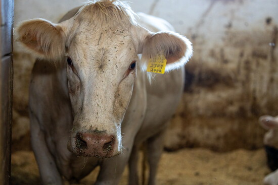Cow at Char Hope. Photo Credit: Kerry Paradis Photography