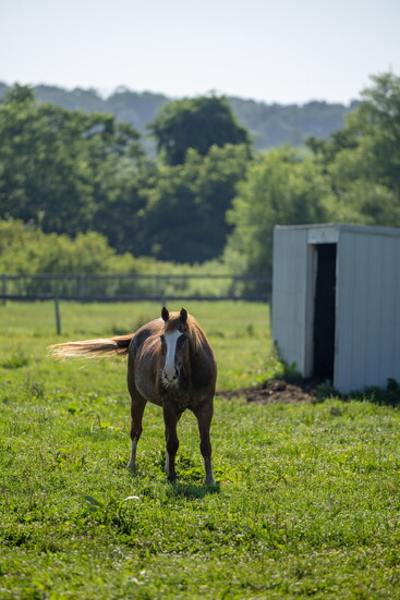 Horse at Char Hope. Photo Credit: Kerry Paradis Photography