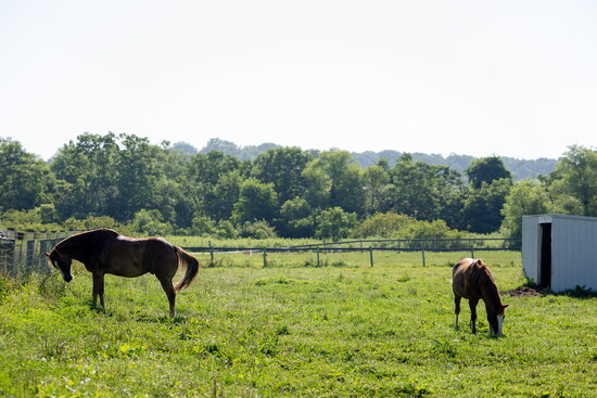 Horses at Char Hope. Photo Credit: Kerry Paradis Photography
