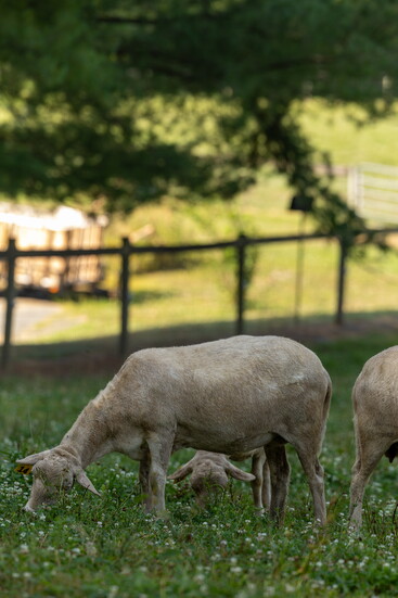 Animals at Char Hope. Photo Credit: Kerry Paradis Photography