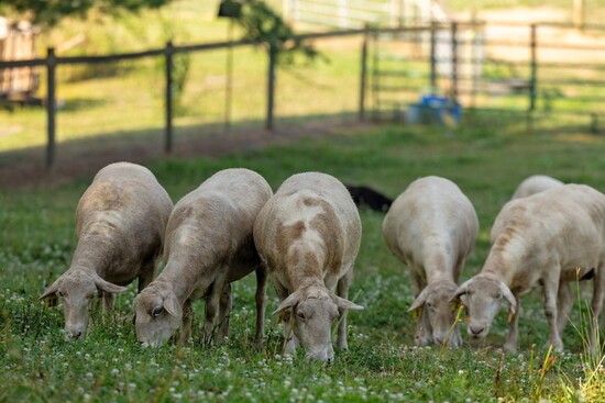 Animals at Char Hope. Photo Credit: Kerry Paradis Photography