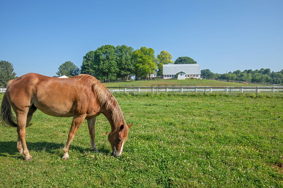 Horse at Char Hope. Photo Credit: Kerry Paradis Photography