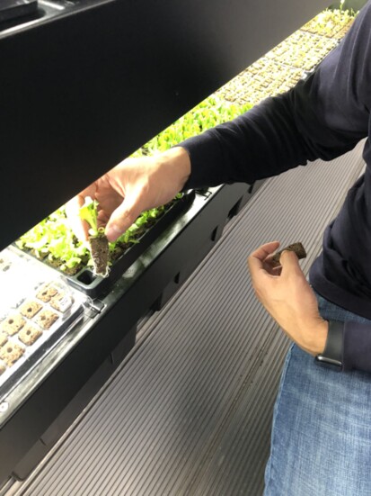 Chris Rivera checks on some of Farm-A-Leaf's seedlings. 