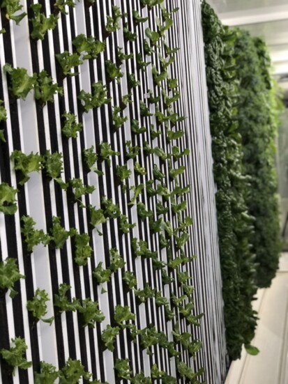 Walls of produce in various growth levels at Farm-A-Leaf. 