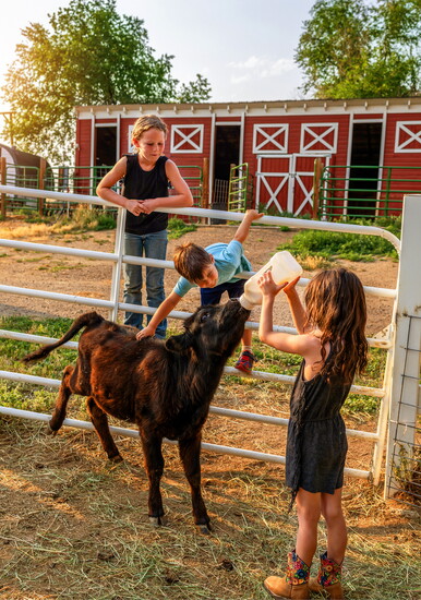 Elena, Natalia, and Leo feeding their baby highland cow Billie Jean.