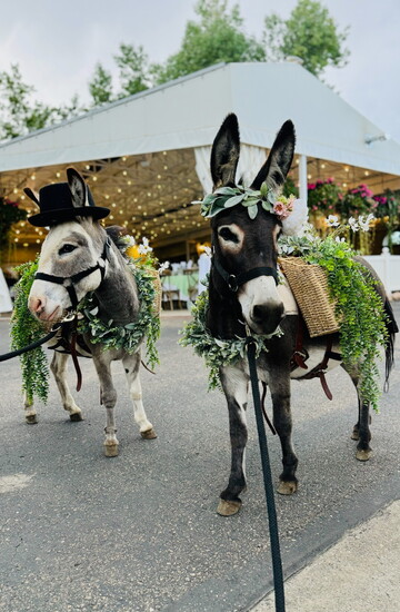 Penelope and Pierre, dressed for a wedding, delight guests as beverage burros.