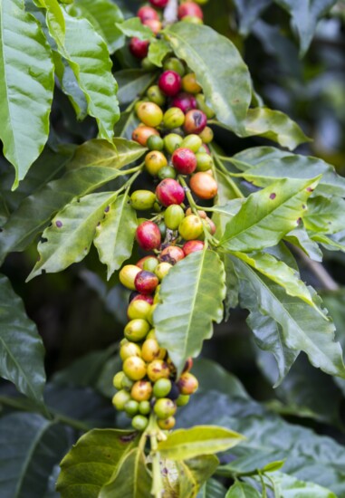 As a general rule of thumb, the lighter the bean, the more caffeine it has. 