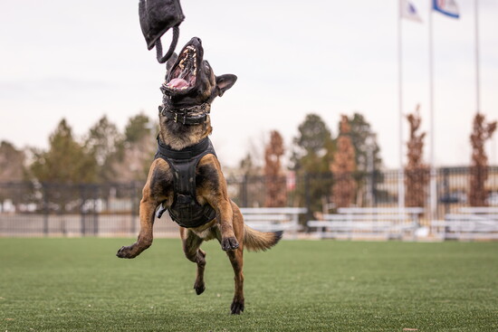 Preston Designs, LLC