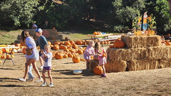 The Lowe Family YMCA’s Pumpkin Patch at Simon Meadow