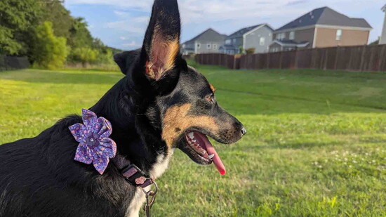 Pawdorable