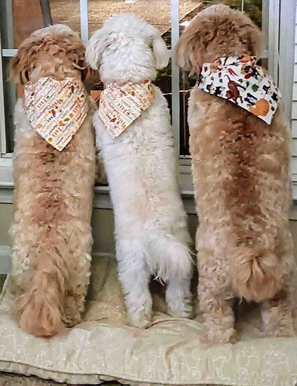 Pawdorable