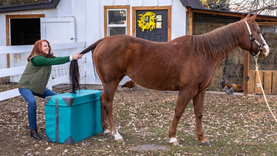 Dr. Gena adjusting May, Noelle Konzek's horse