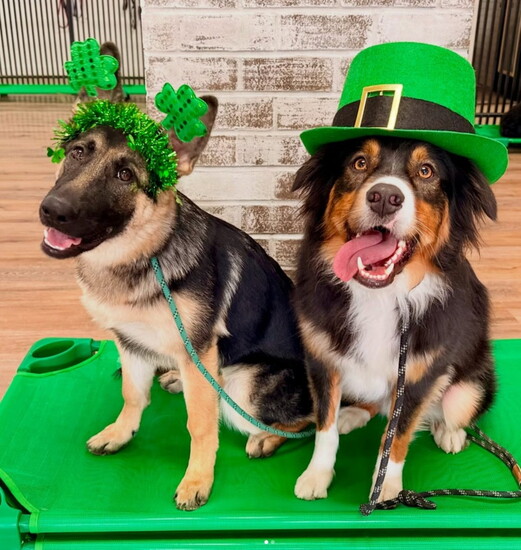 Happy doggos celebrate St. Patrick's Day at Happy Tails