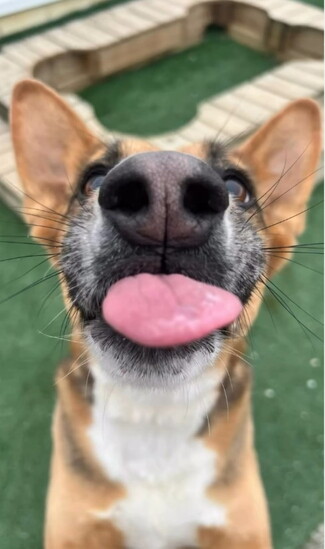 #TonguesOutTuesday at Happy Tails!