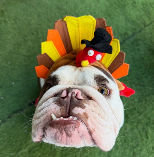 This turkey sure was cute last fall!