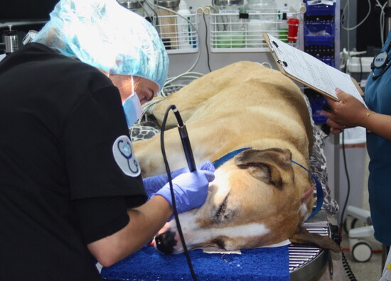 A routine canine dental cleaning to support Charlie's overall health.