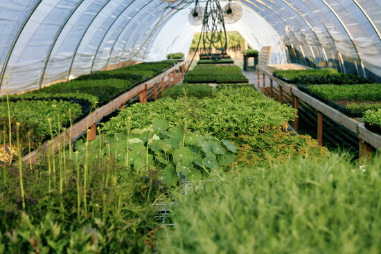 Single Thread Farm greenhouse. Photo by Kim Carroll 