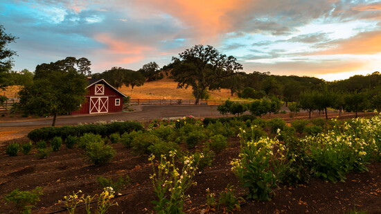 Jordan Estate Garden. Photo courtesy of Jordan Winery 