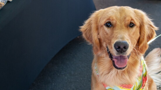 Otter, a nine-month old Golden Retriever, was excited to visit Fofo's Treat booth at Elevation Farmers Market where she enjoyed tasty samples.