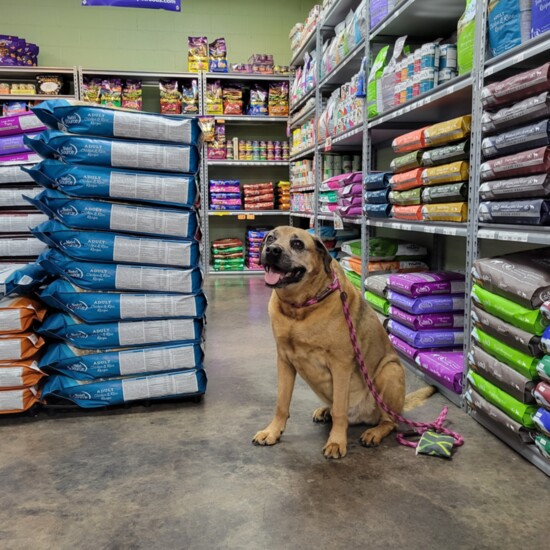 Meet Drogo, the store manager's dog and willing guinea pig for new doggie treats!