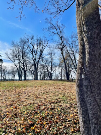 A view of the newly purchased portion of Cuba Marsh.