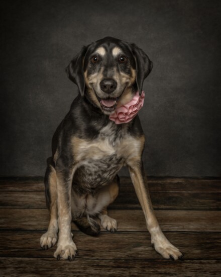 Grace has a heart of gold and she is waiting to be adopted. 