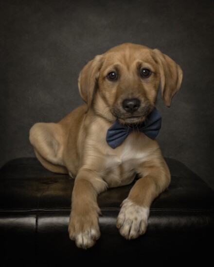 Sweet Henry's adoption is pending and we are so happy to hear it!