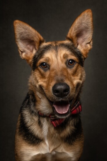 Stryker has been adopted! How cute are those ears!