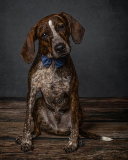 Handsome Sparky 