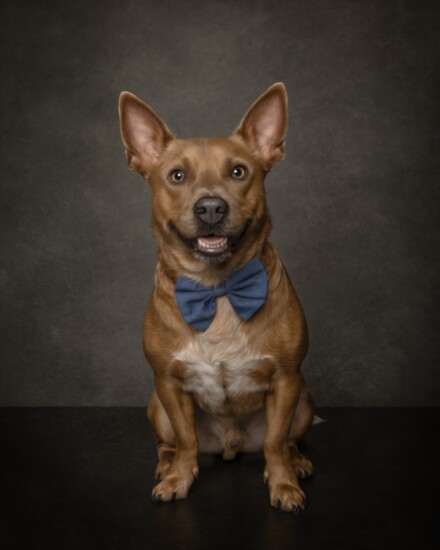 Distinguished gentleman Roco 