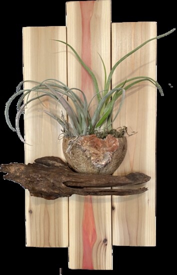 Planted Wall Hanging with Air Plants; Pottery.House; $100-$125