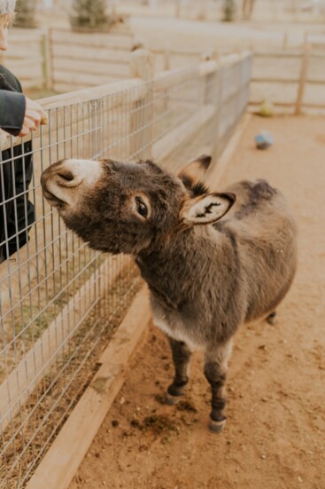 Celebrity Donkey Paco saying hello