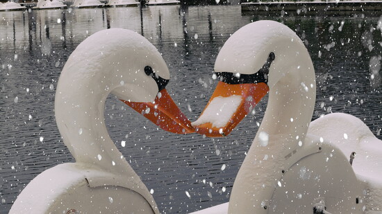"The Woodlands Snow Day Waterway Swans" by Dennis Chernov.