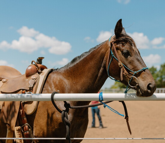 A horse is prepared for training at Nexus Equine.