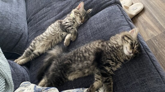 Gus and Leo, fur babies of Katilin