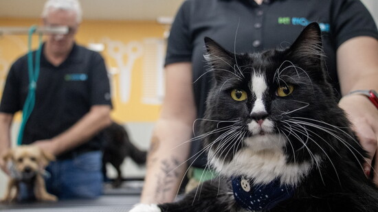 While the business caters primarily to dogs, the doors are open to cats, bunnies, and exotic companions alike.